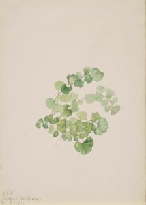 Puccoon Lithospermum ruderale, 1923. tekijältä Mary Vaux Walcott