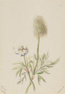 Pulsatilla occidentalis, 1899. tekijältä Mary Vaux Walcott