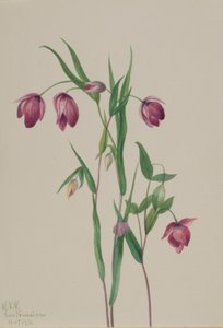 Purppura Keiju Lyhty (Calochortus anoenum) tekijältä Mary Vaux Walcott