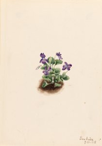 Purppuravuorivioletti (Viola adunca) tekijältä Mary Vaux Walcott