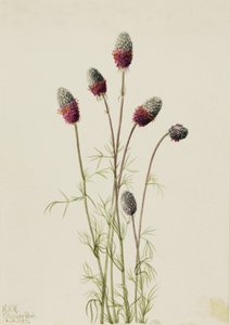 Purple Prairieclover Petalostemon purpureum, 1927. tekijältä Mary Vaux Walcott