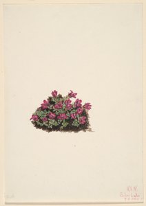 Purppuranpunainen Saxifrage (Saxifraga oppositifolia) tekijältä Mary Vaux Walcott