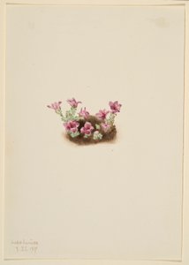 Purppuranpunainen Saxifrage (Saxifrage oppositifolia) tekijältä Mary Vaux Walcott