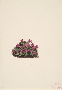 Purppura Saxifrage Saxifraga oppositifolia, 1924. tekijältä Mary Vaux Walcott
