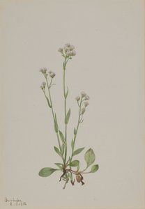 Pussy-Toes Antennaria racemosa, 1918. tekijältä Mary Vaux Walcott