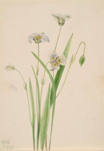 Pussy-ears Calochortus elegans, 1923.