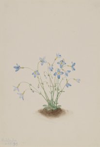 Quakerladies (Houstonia caerulea) tekijältä Mary Vaux Walcott