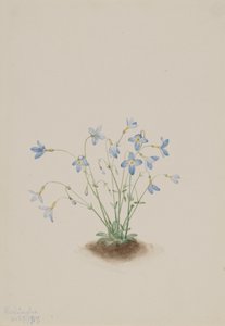 Quakerladies Houstonia caerulea, 1917. tekijältä Mary Vaux Walcott