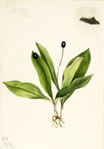 Kuningatar (Clintonia uniflora) tekijältä Mary Vaux Walcott