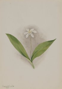 Kuningatar (Clintonia uniflora) tekijältä Mary Vaux Walcott