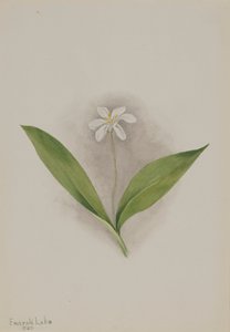 Queencup Clintonia uniflora, 1902. tekijältä Mary Vaux Walcott