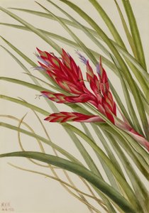 Tillandsia fasciculata (Tillandsia fasciculata) (Tillandsia fasciculata) tekijältä Mary Vaux Walcott