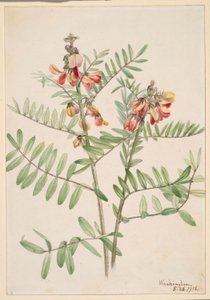 Kaniinipapu (Cracca virginiana) tekijältä Mary Vaux Walcott