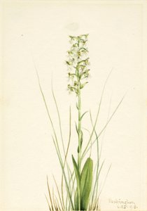 Ragged Fringe-orchid (Habenaria lacera) tekijältä Mary Vaux Walcott
