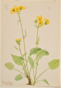 Ragwort (Senecio burkei) tekijältä Mary Vaux Walcott