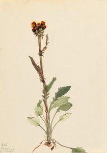 Säteettömät pohjakukka (Senecio pauciflorus) tekijältä Mary Vaux Walcott