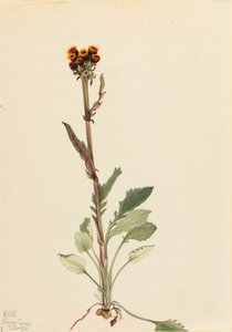 Rayless Groundsel Senecio pauciflorus, 1921. tekijältä Mary Vaux Walcott