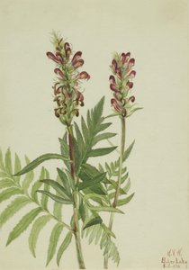 Punainen kypärä (Pedicularis bracteosa) tekijältä Mary Vaux Walcott