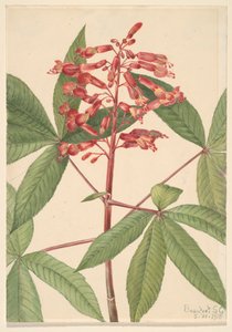 Red Buckeye Aesculus pavia, 1918. tekijältä Mary Vaux Walcott