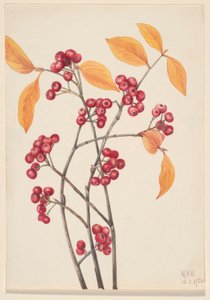 Punainen aronia (Aronia arbutifolia) tekijältä Mary Vaux Walcott