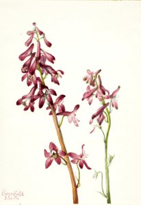 Punainen ritarinkukka (Delphinium nudicale) tekijältä Mary Vaux Walcott