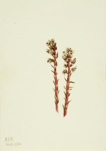 Red Pinesap Hypopitys lanuginosa, 1920. tekijältä Mary Vaux Walcott