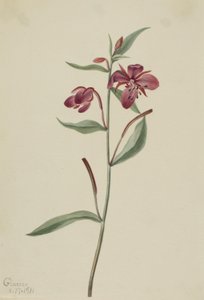 Punainen paju (Epilobium latifolium) tekijältä Mary Vaux Walcott