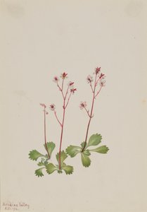 Redstem Saxifrage Saxifraga lyallii, 1916. tekijältä Mary Vaux Walcott