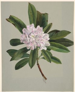 Rhododendron Rhododendron maksimi, 1880. tekijältä Mary Vaux Walcott