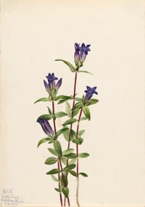 Jokirannan Gentian (Gentiana affinis) tekijältä Mary Vaux Walcott