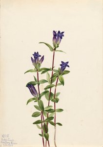 Gentian Gentiana affinis -joen ranta, 1924. tekijältä Mary Vaux Walcott