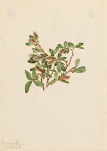 Kalliopaju (Salix petrophila) tekijältä Mary Vaux Walcott