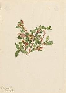 Rock Willow Salix petrophila, 1917. tekijältä Mary Vaux Walcott