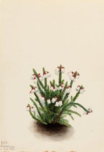 Rocky Mountain Cassiope (Cassiope mertensiana) tekijältä Mary Vaux Walcott