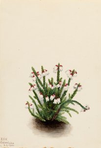 Rocky Mountain Cassiope Cassiope mertensiana, 1924. tekijältä Mary Vaux Walcott