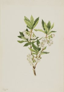 Rocky Mountain Rhododendron (Rhododendron albiflorum) tekijältä Mary Vaux Walcott