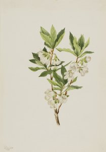 Rocky Mountain Rhododendron Rhododendron albiflorum, 1901. tekijältä Mary Vaux Walcott