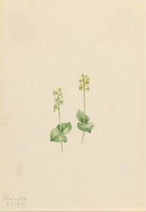 Rocky Mountain Twayblade (Ophrys necrophylla) tekijältä Mary Vaux Walcott