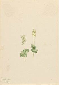 Rocky Mountain Twayblade Ophrys necrophylla, 1919. tekijältä Mary Vaux Walcott