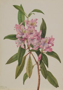 Rose-Bay Rhododendron Rhododendron carolinianum, 1932. tekijältä Mary Vaux Walcott