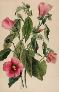 Ruusu Gentian (Sabbatia angularis) tekijältä Mary Vaux Walcott