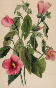 Rose Gentian Lauantaikulma, 1880 tekijältä Mary Vaux Walcott