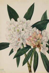 Rosebay Rhododendron (Rhododendron maximum) tekijältä Mary Vaux Walcott