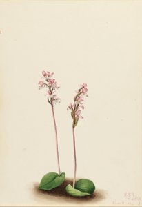 Pyöreälehtinen orkidea (Orchis rotundifolia) tekijältä Mary Vaux Walcott