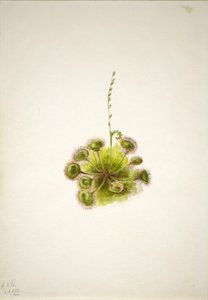 Pyöreä lehti Sundew (Drosera rotundifolia) tekijältä Mary Vaux Walcott