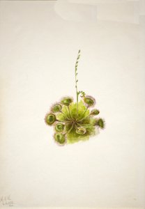 Pyöreälehtinen auringonkukka Drosera rotundifolia, 1933. tekijältä Mary Vaux Walcott
