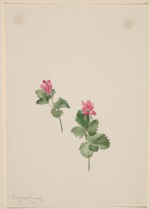 Rubus articus tekijältä Mary Vaux Walcott