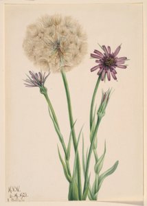 Ruohosipuli (Tragopogon porrifolius) tekijältä Mary Vaux Walcott