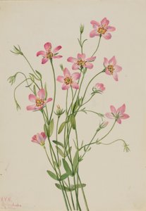 Ruusukukka (Sabbatia stellaris) tekijältä Mary Vaux Walcott