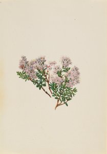 Hiekkamyrtti (Leiophyllum lyoni) tekijältä Mary Vaux Walcott